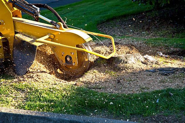 Best Tree Disease Treatment  in Westwood, PA